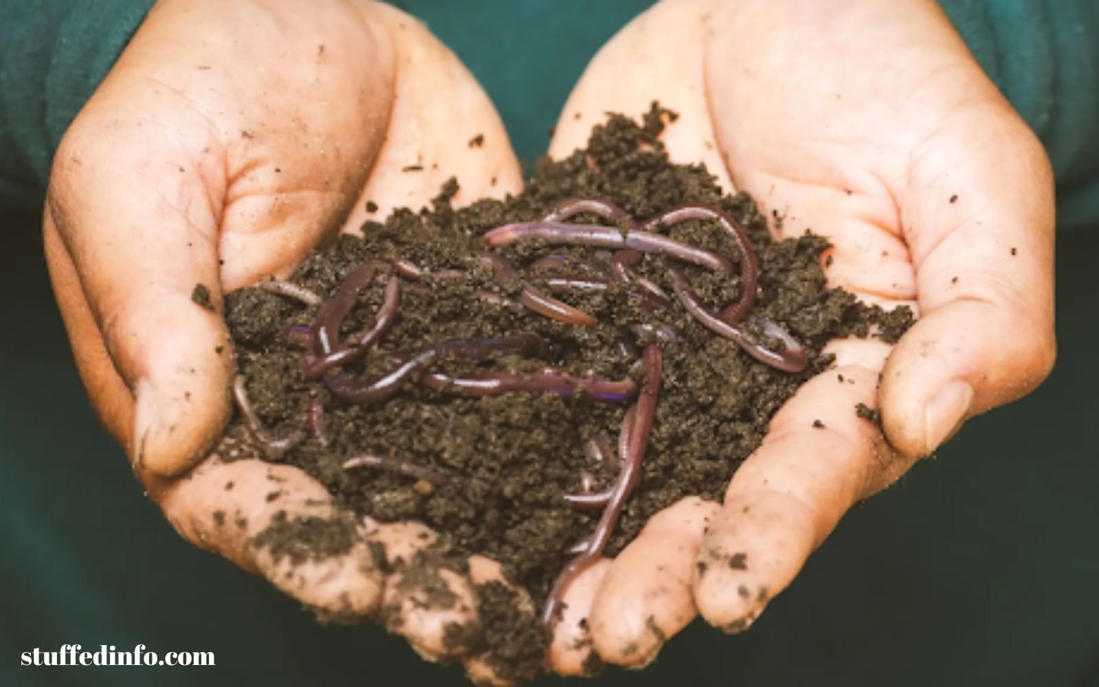 Role of Worms in Soil Fertility