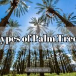 Types of Palm Trees