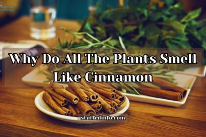 Why Do All The Plants Smell Like Cinnamon