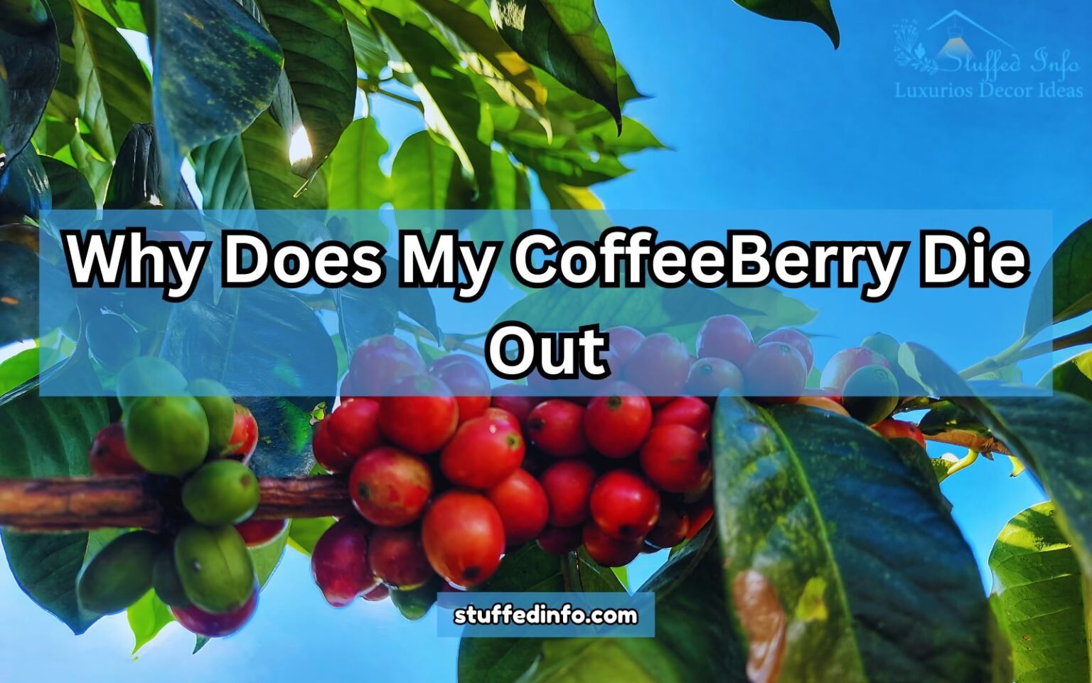 Why Does My CoffeeBerry Die Out