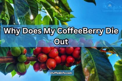 Why Does My CoffeeBerry Die Out