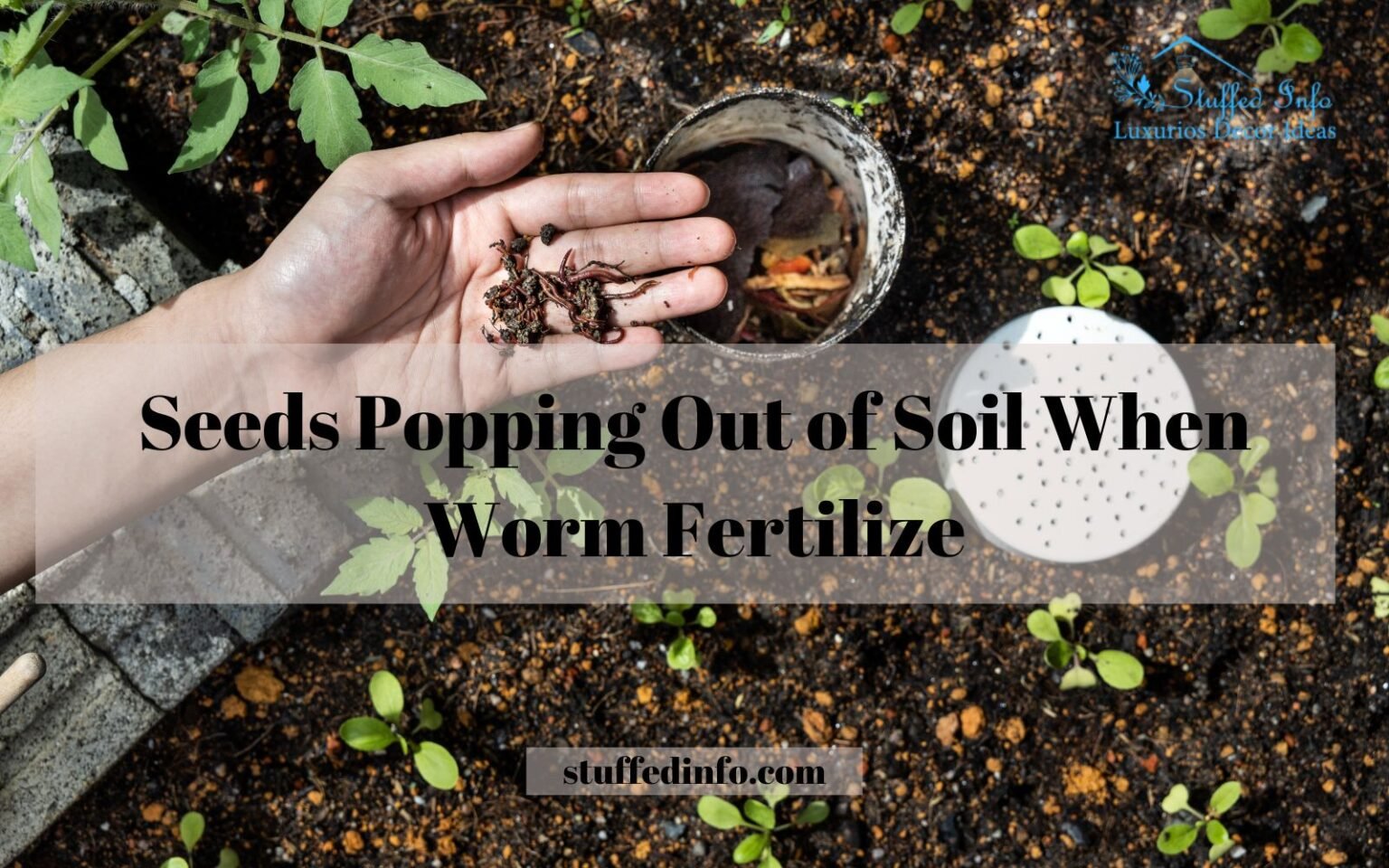 Seeds Popping Out of Soil When Worm Fertilize