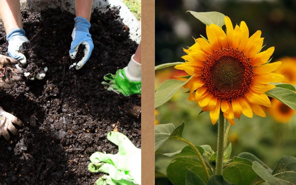 Make And Use Mushroom Manure For Sunflowers