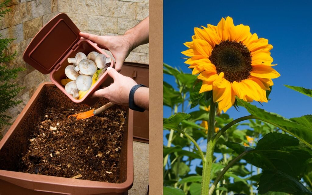 Mushroom Compost For Growing Helianthus