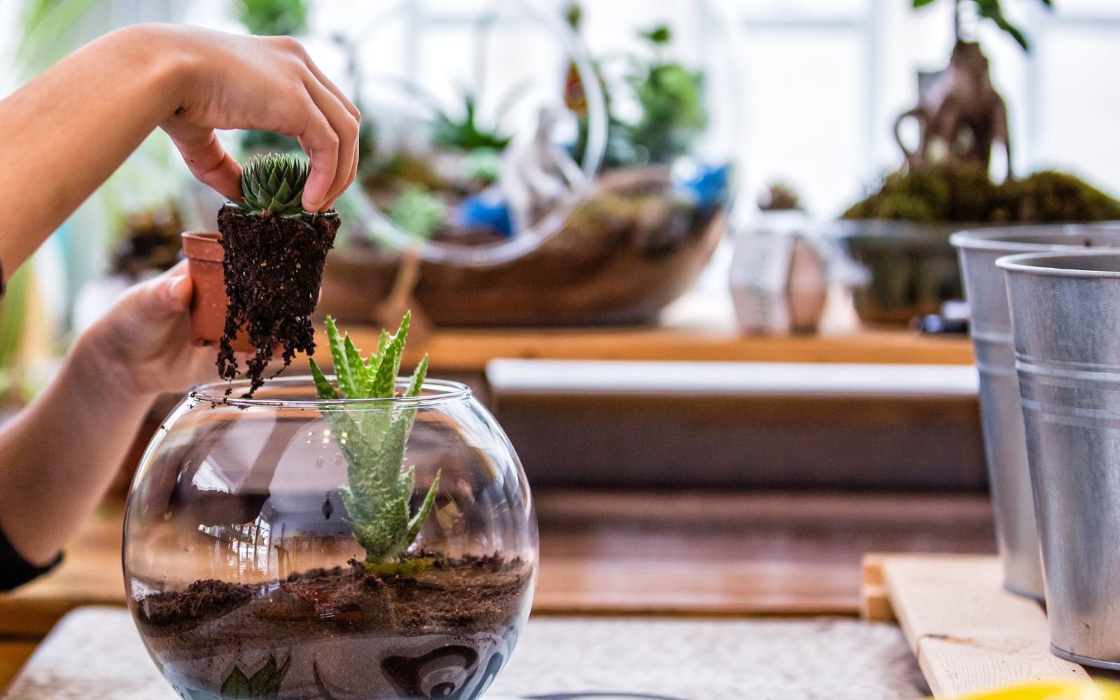 Make A Terrarium In A Jar