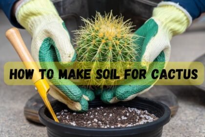 cactus soil