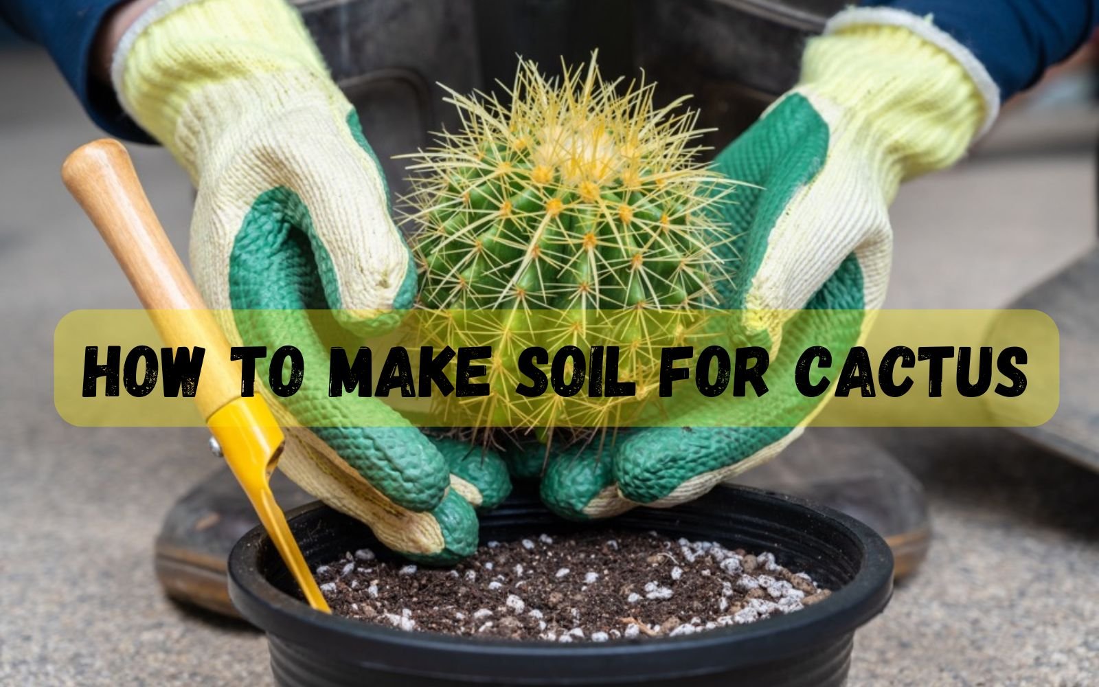 cactus soil