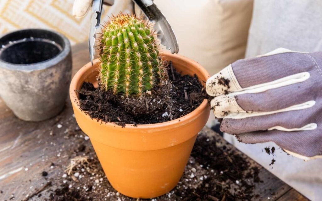 Make A Cactus Soil On Your Own