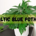 Baltic Blue Pothos