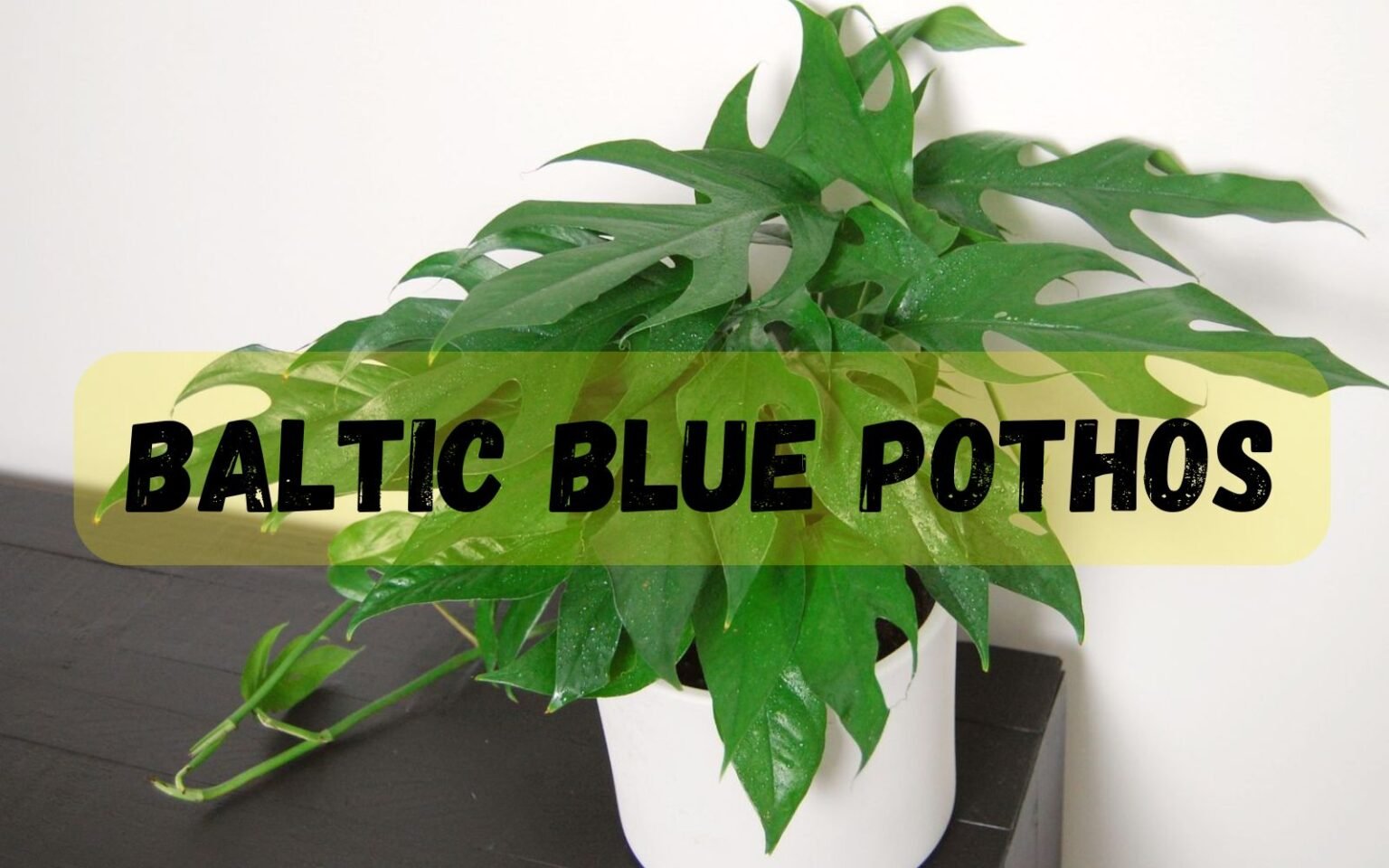 Baltic Blue Pothos