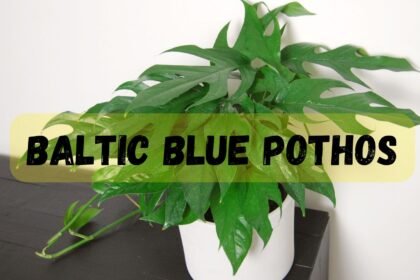 Baltic Blue Pothos