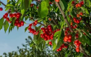 Cherry Tree Leaves 