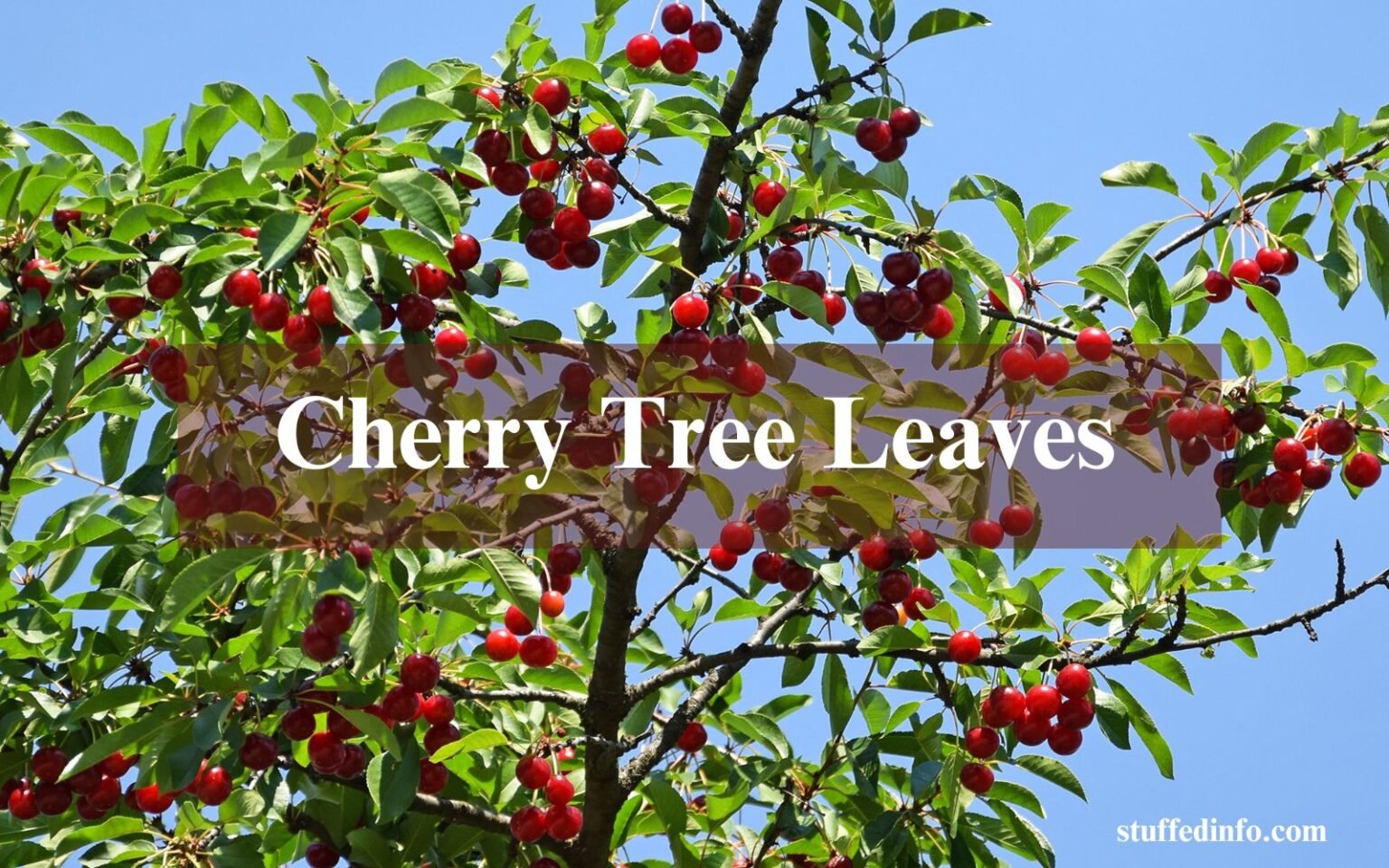 Cherry Tree Leaves