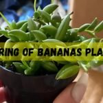 String Of Bananas