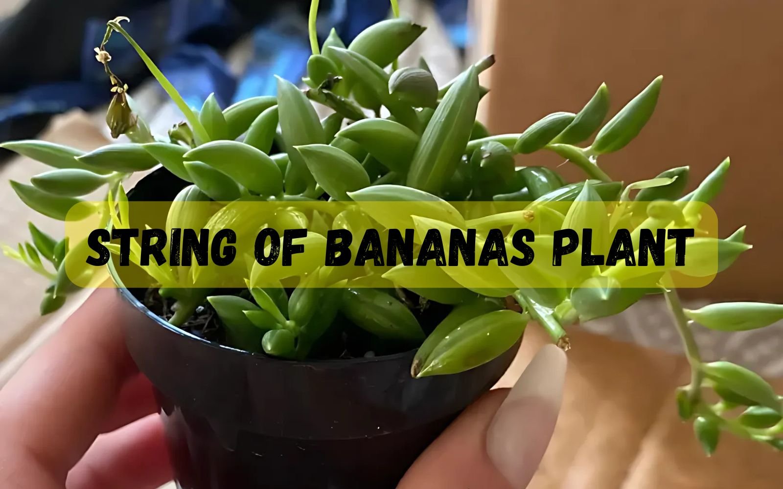 String Of Bananas