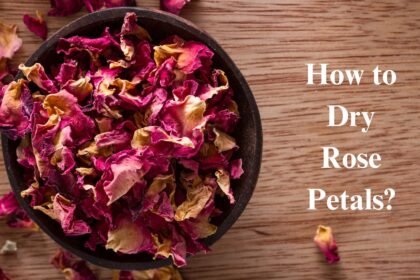 How to Dry Rose Petals