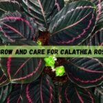 Calathea Roseopicta