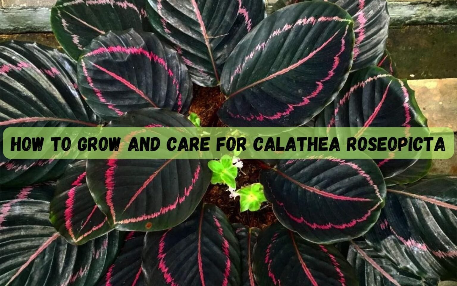 Calathea Roseopicta