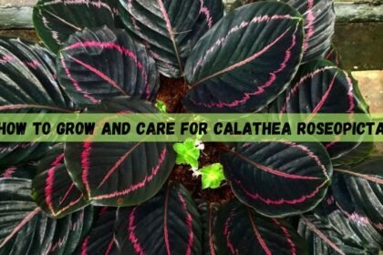 Calathea Roseopicta