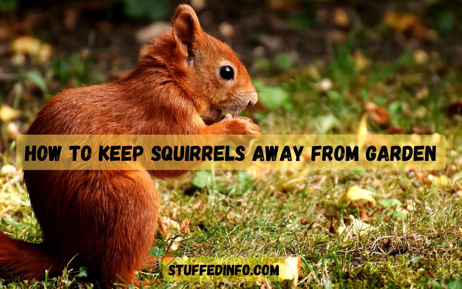 keep squirrels away