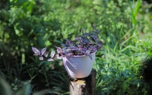 Wandering Jew Plant