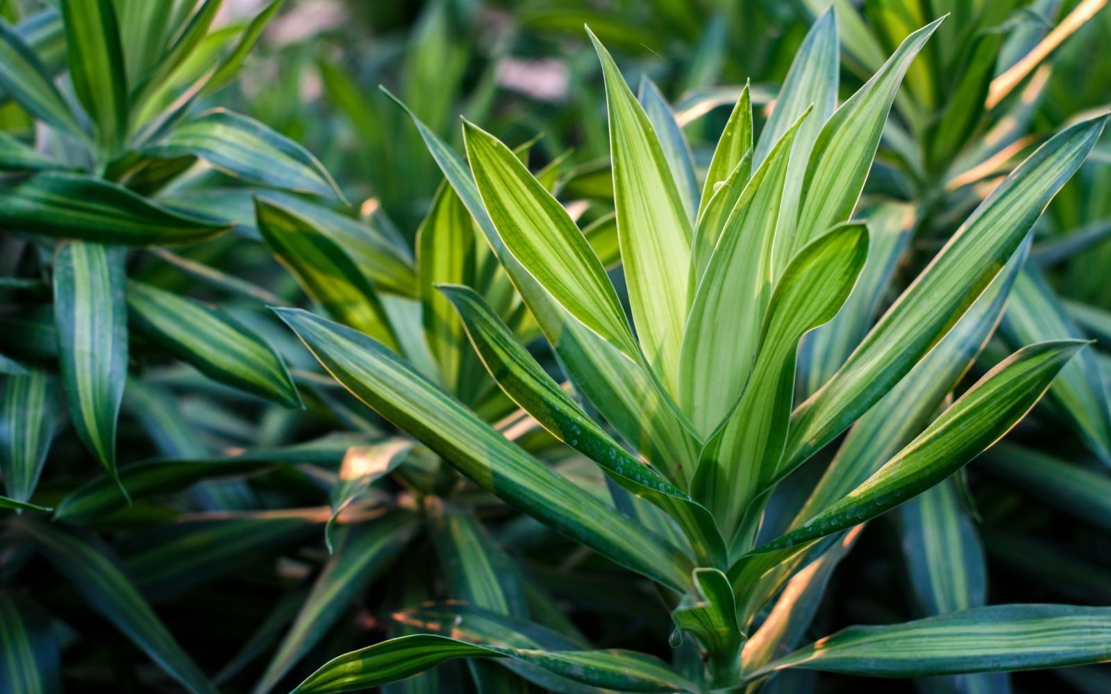 Dracaena