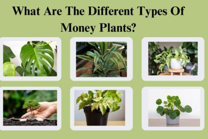 Money Plants