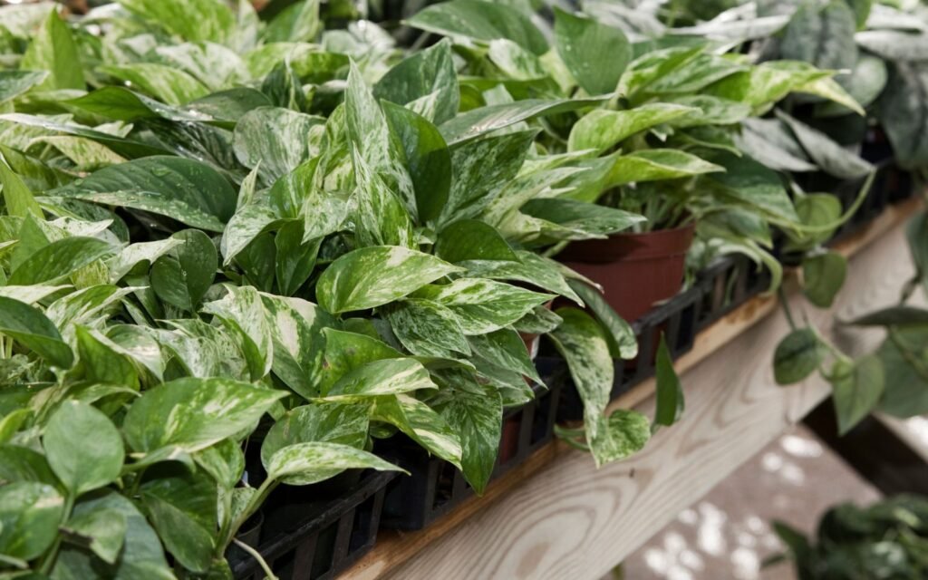 Satin Pothos