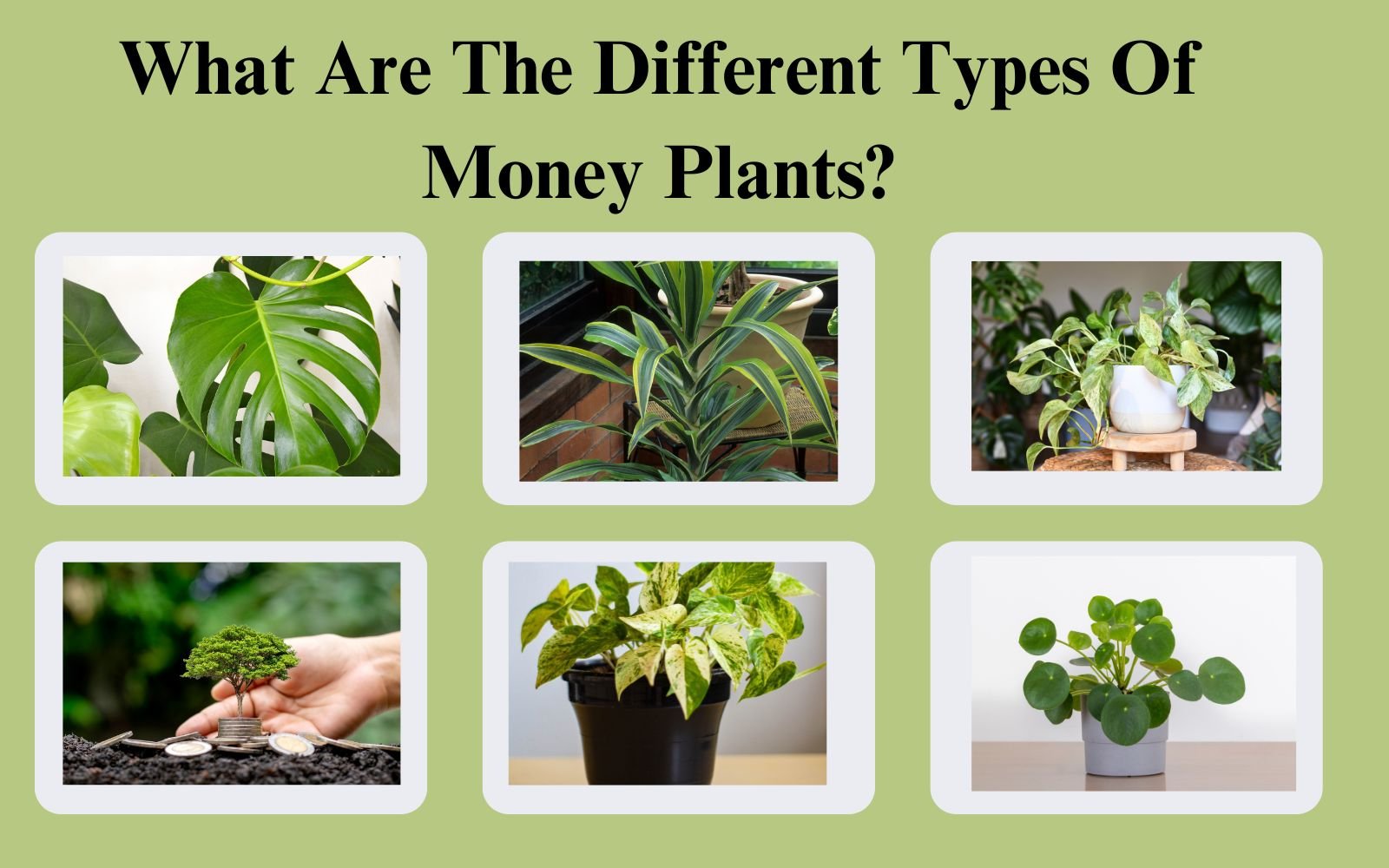 Money Plants