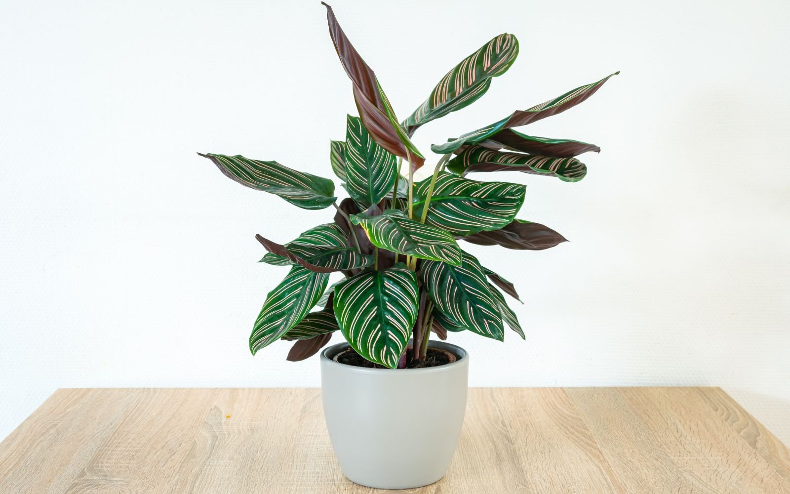 Prayer Plant