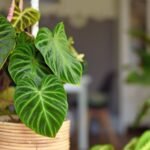 Philodendron