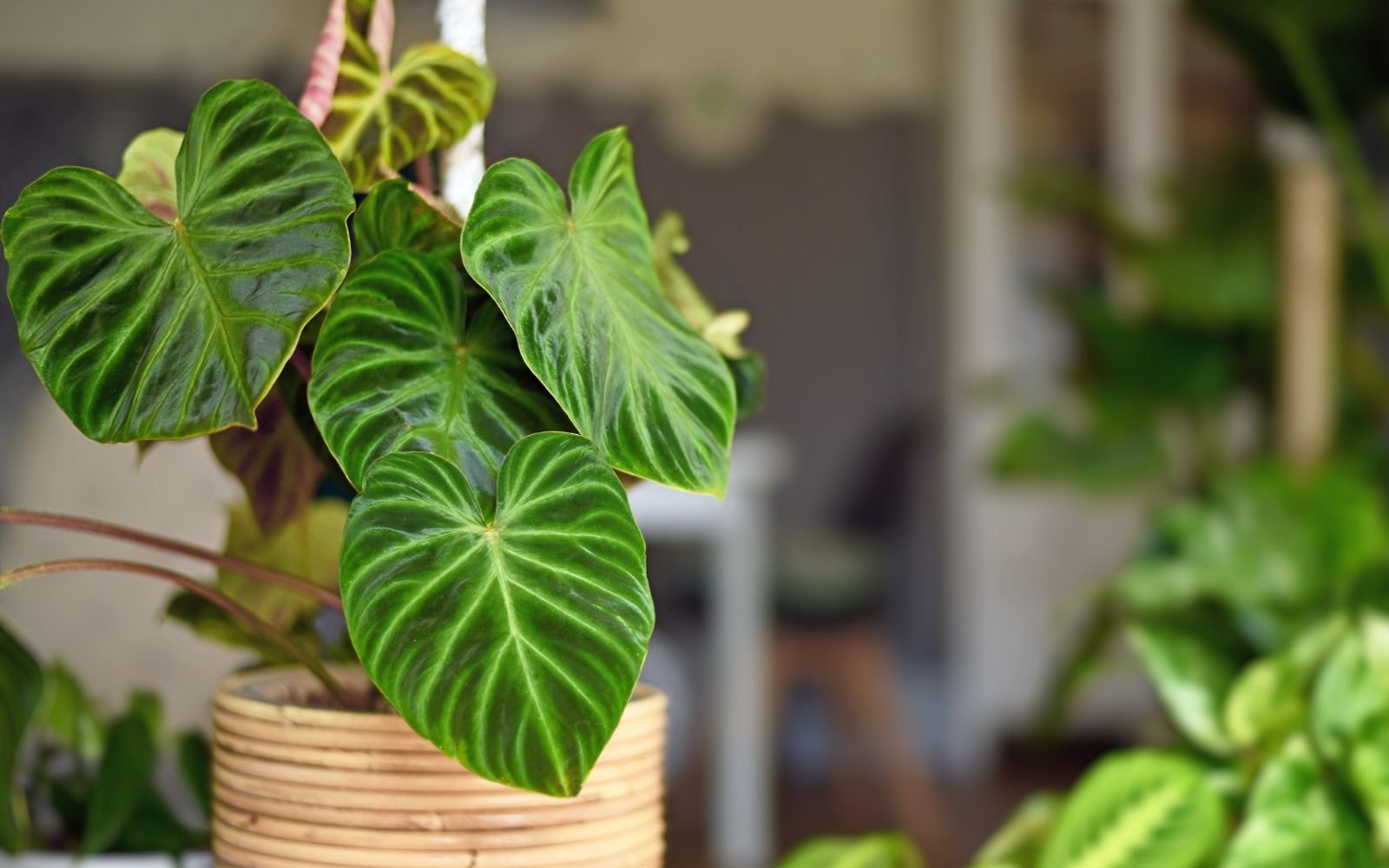 Philodendron