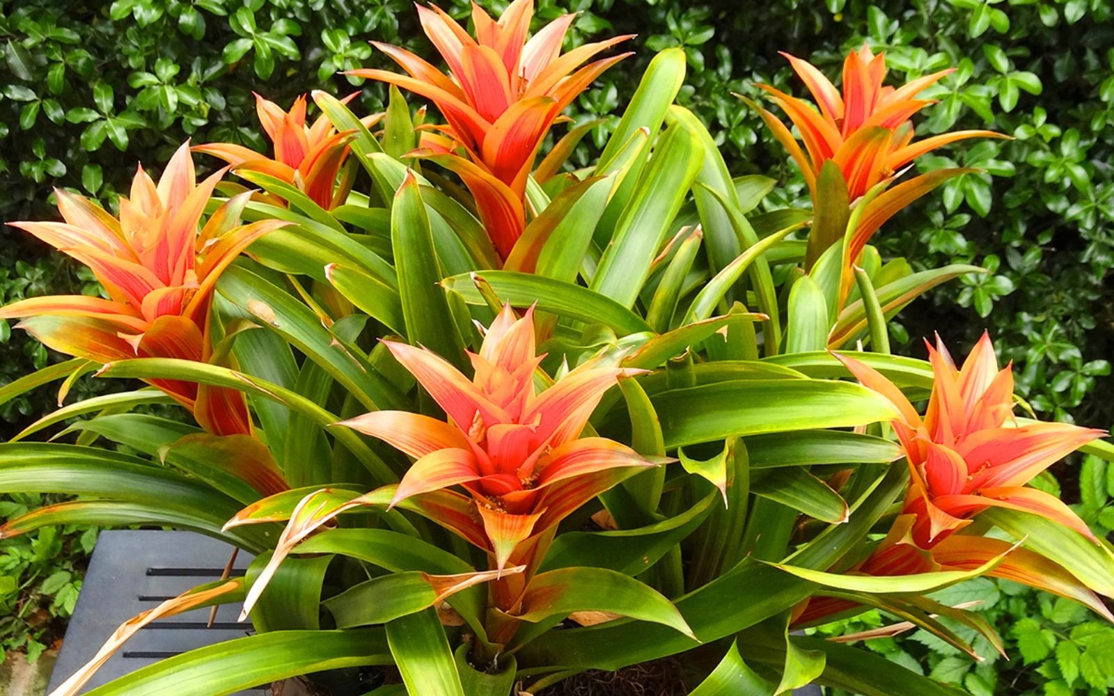 Guzmania Bromeliad