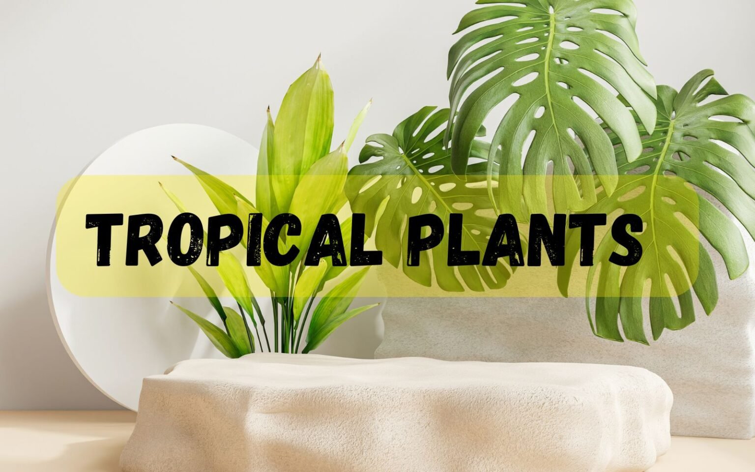 Tropical Plants