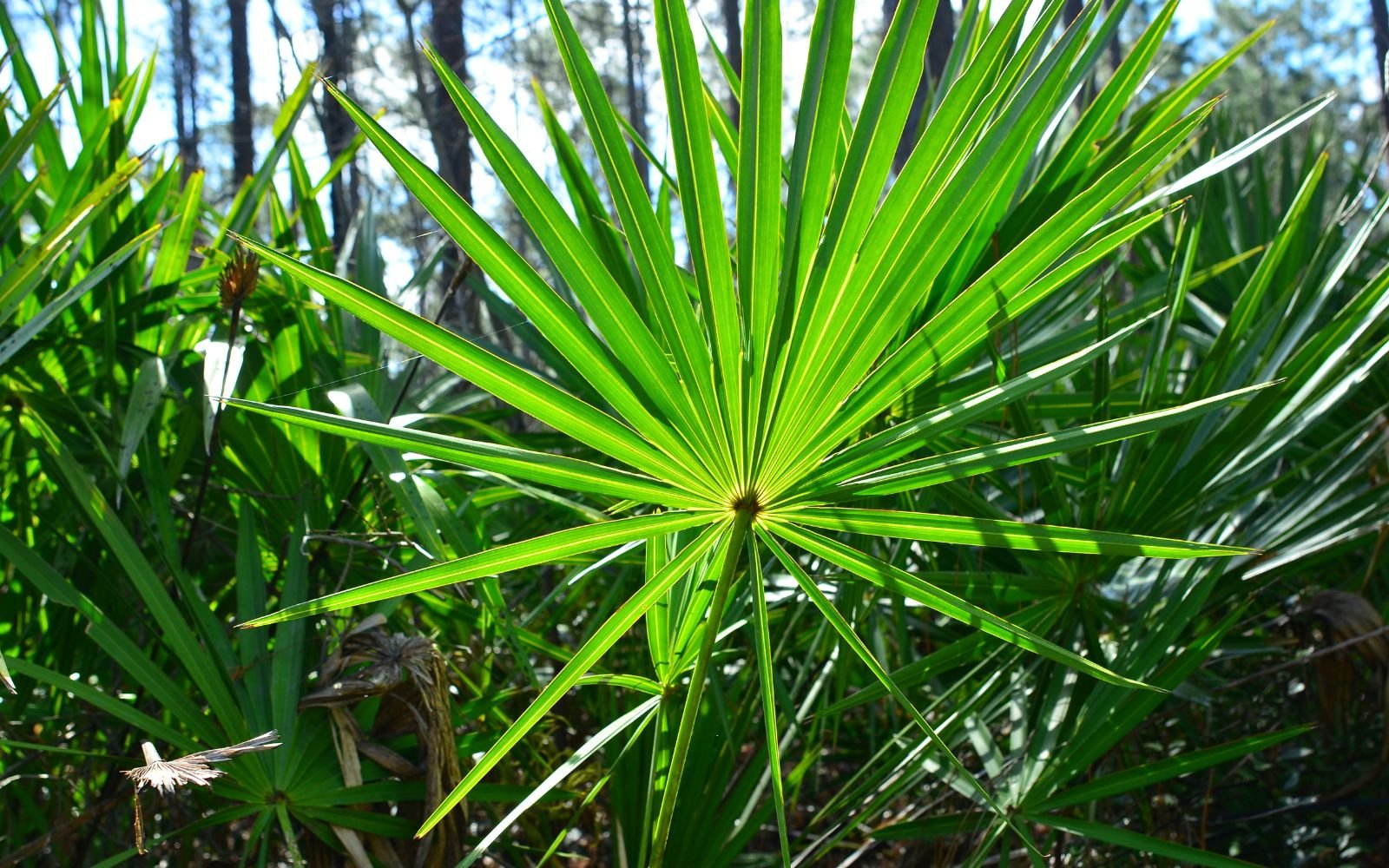 Dwarf Palmetto