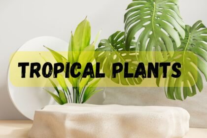 Tropical Plants