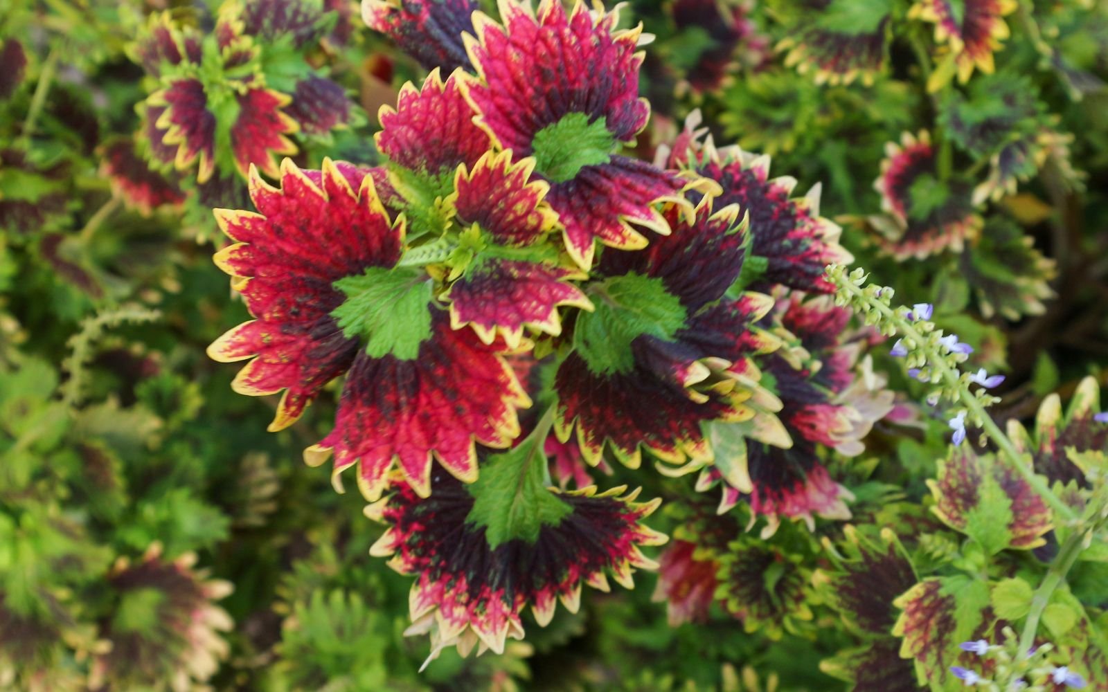 Coleus