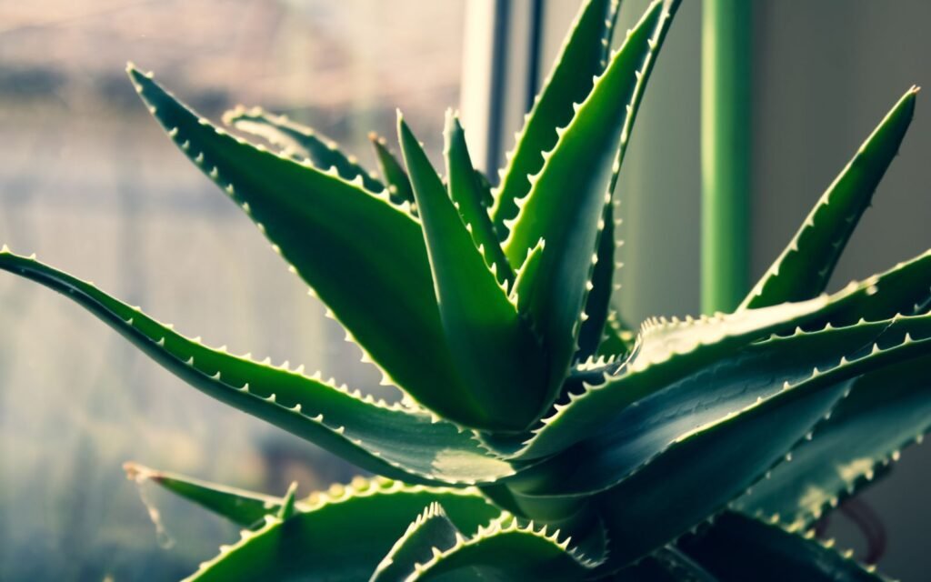 Aloe Vera