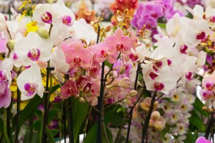 Orchids