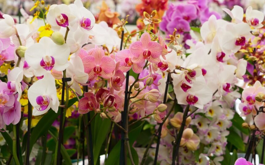Orchids