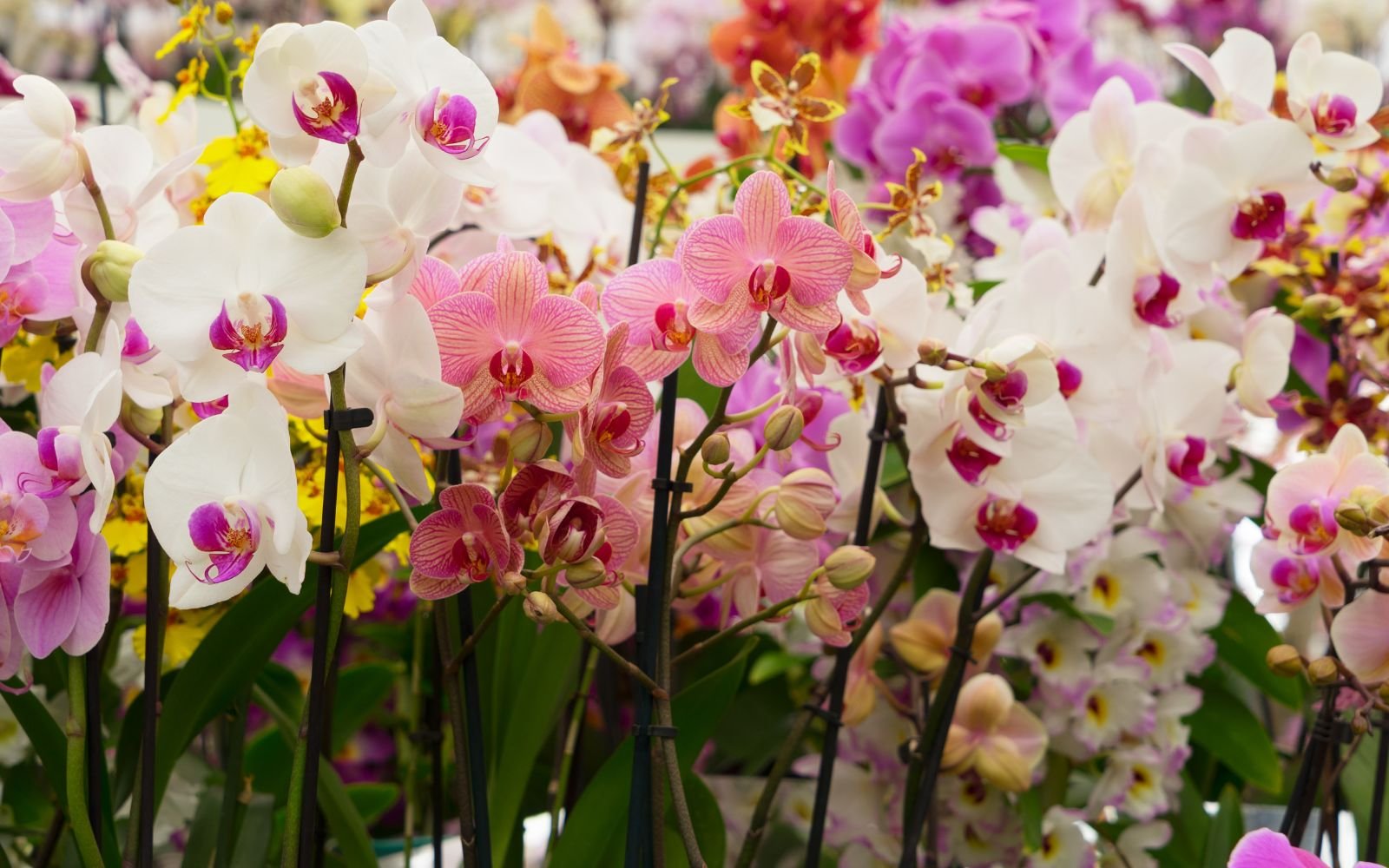 Orchids