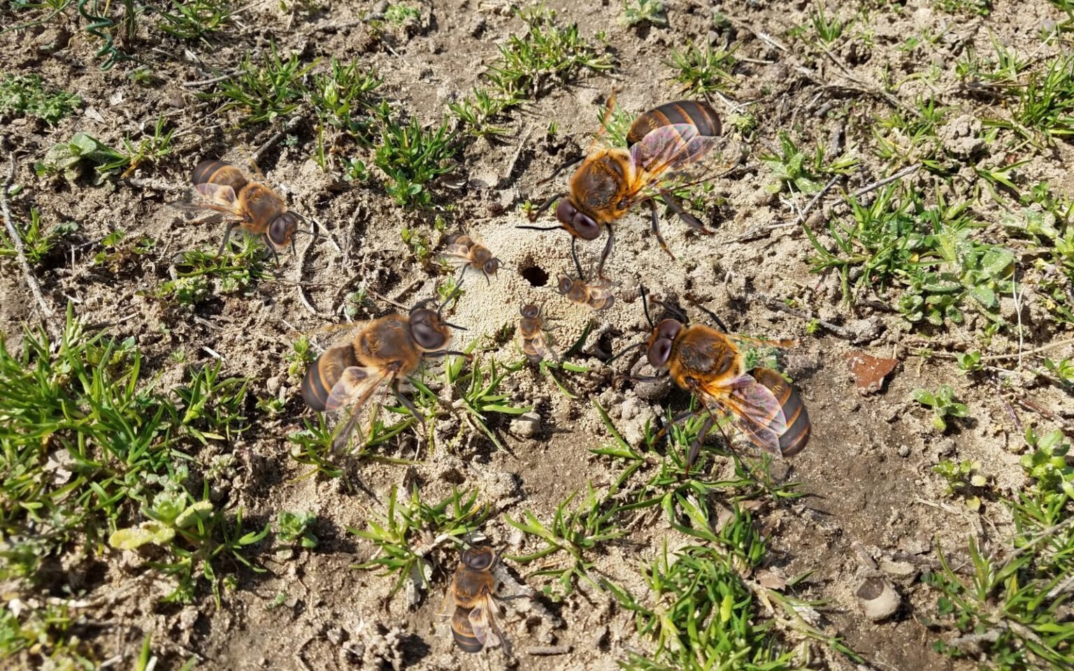 How to Get Rid of Ground Bees