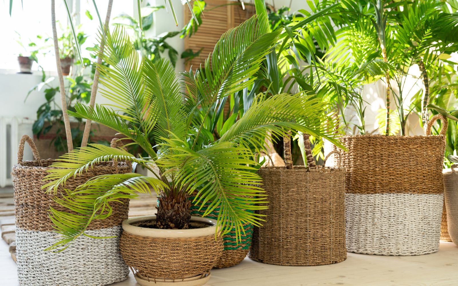 How to Grow and Care for a Majesty Palm: Tips for a Healthy & Happy Plant