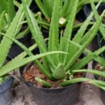 How to Propagate Aloe Vera