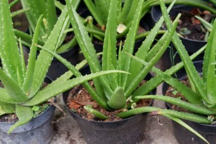 How to Propagate Aloe Vera