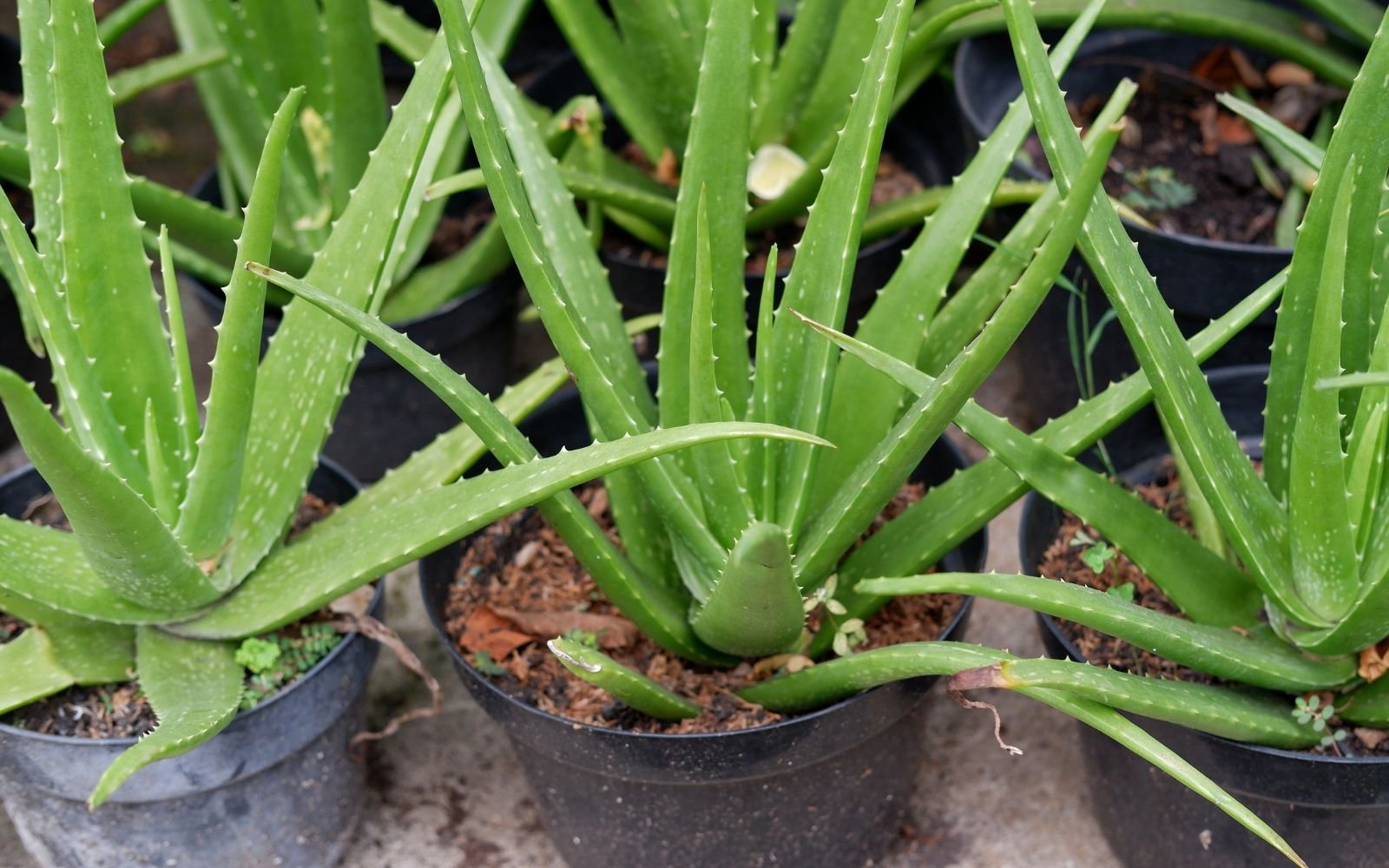 How to Propagate Aloe Vera